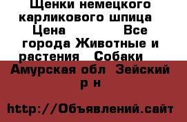 Щенки немецкого карликового шпица › Цена ­ 20 000 - Все города Животные и растения » Собаки   . Амурская обл.,Зейский р-н